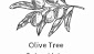 image for The Olive Tree Sober Living Coed Sober House